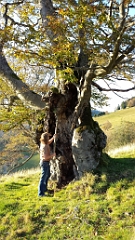 Baum Giganten